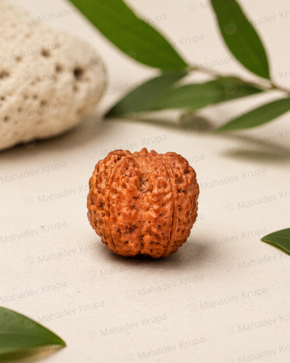 5 Mukhi Rudraksha