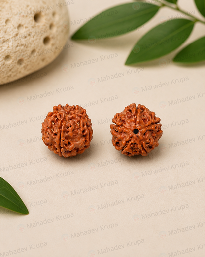 5 Mukhi Rudraksha