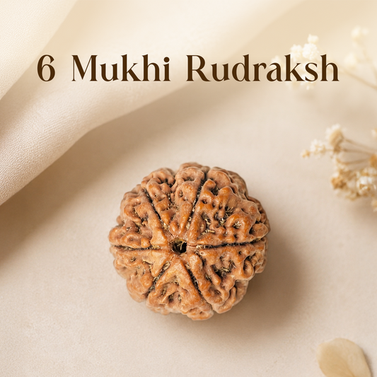 6 Mukhi Rudraksha