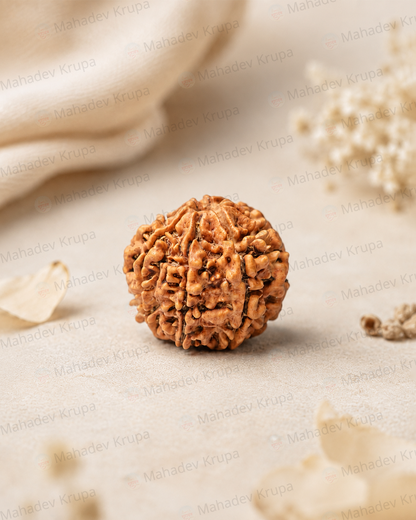 6 Mukhi Rudraksha