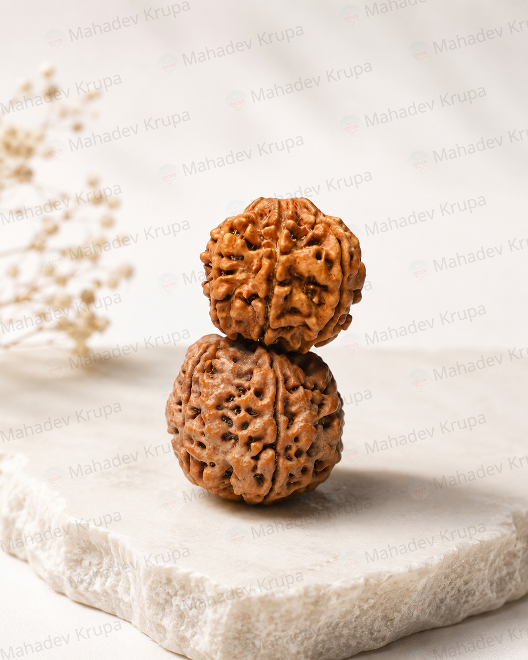 6 Mukhi Rudraksha