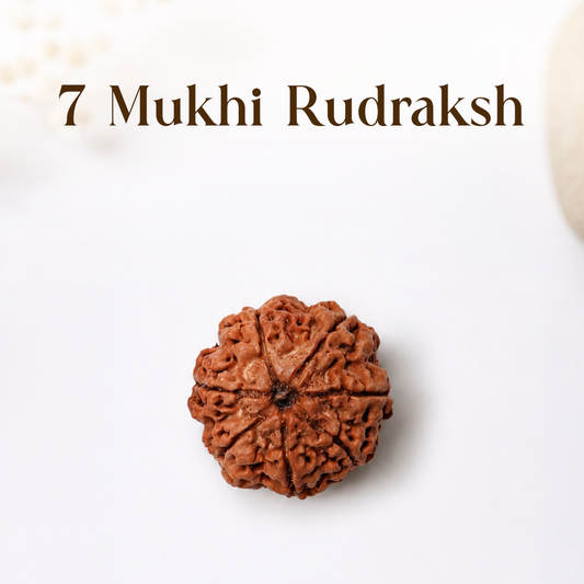 7 Mukhi Rudraksha