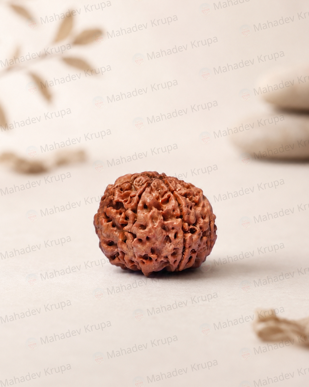 7 Mukhi Rudraksha