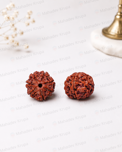7 Mukhi Rudraksha