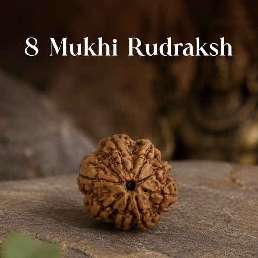 8 Mukhi Rudraksha