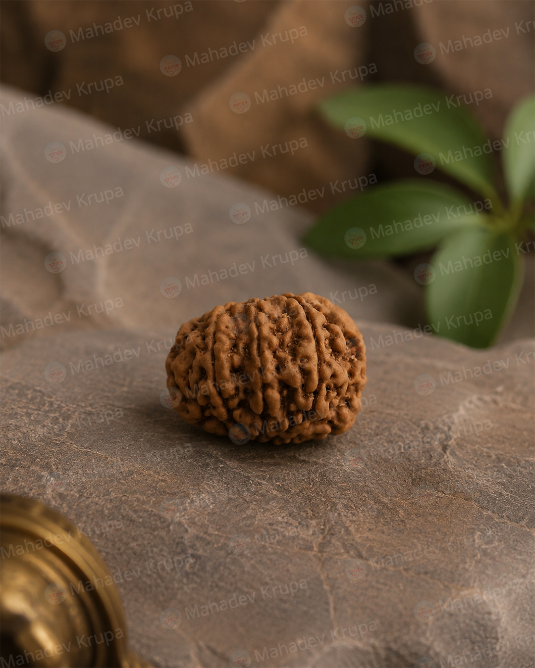 8 Mukhi Rudraksha