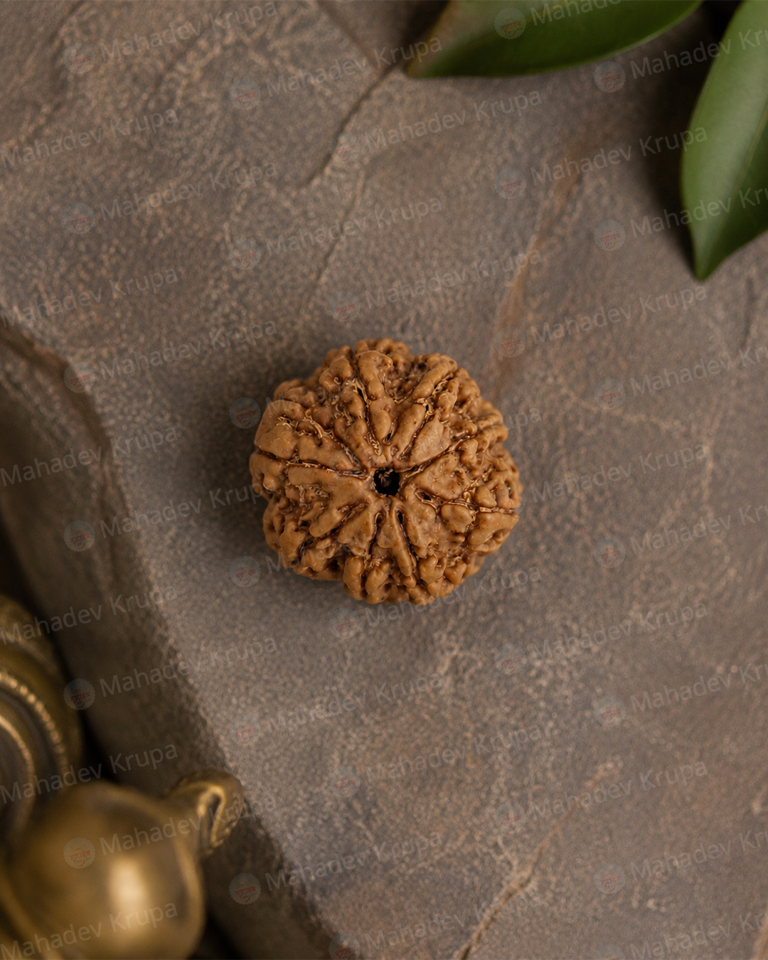 8 Mukhi Rudraksha