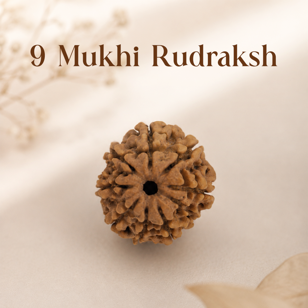 9 Mukhi Rudraksha