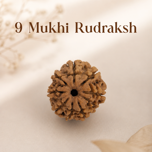 9 Mukhi Rudraksha
