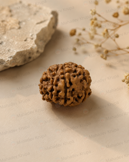 9 Mukhi Rudraksha