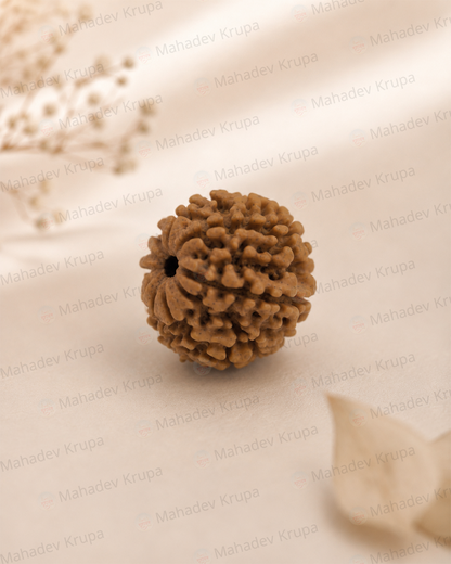 9 Mukhi Rudraksha
