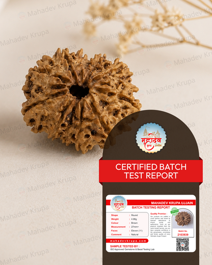 11 Mukhi Rudraksha