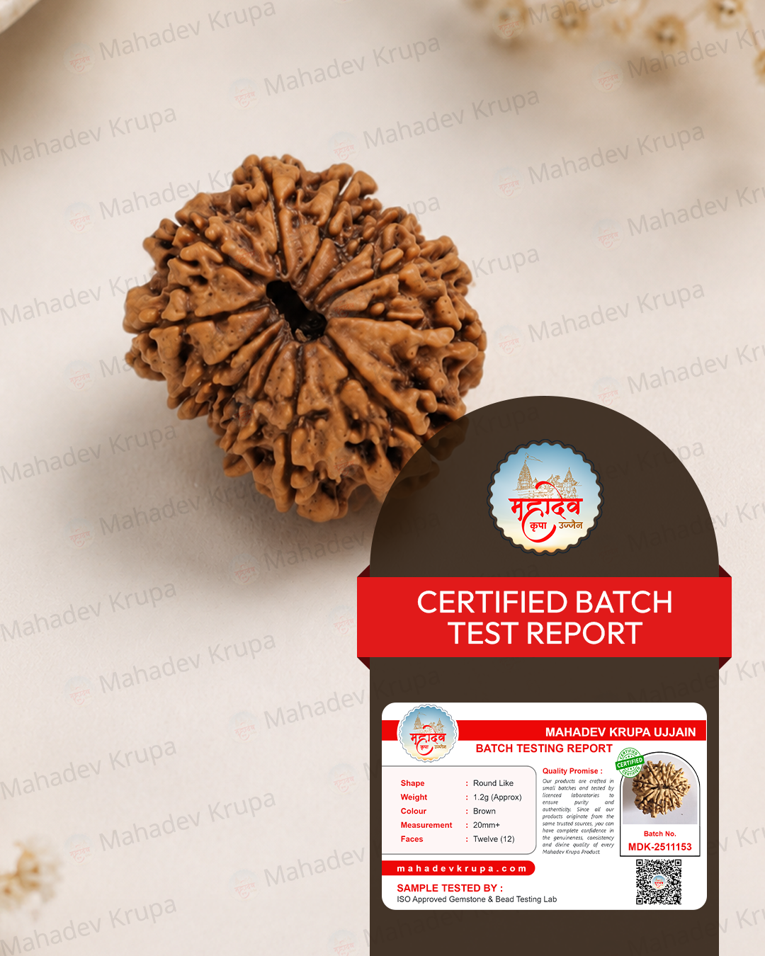 12 Mukhi Rudraksha