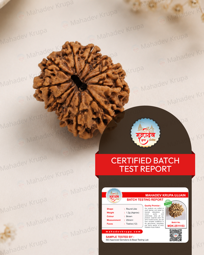 12 Mukhi Rudraksha