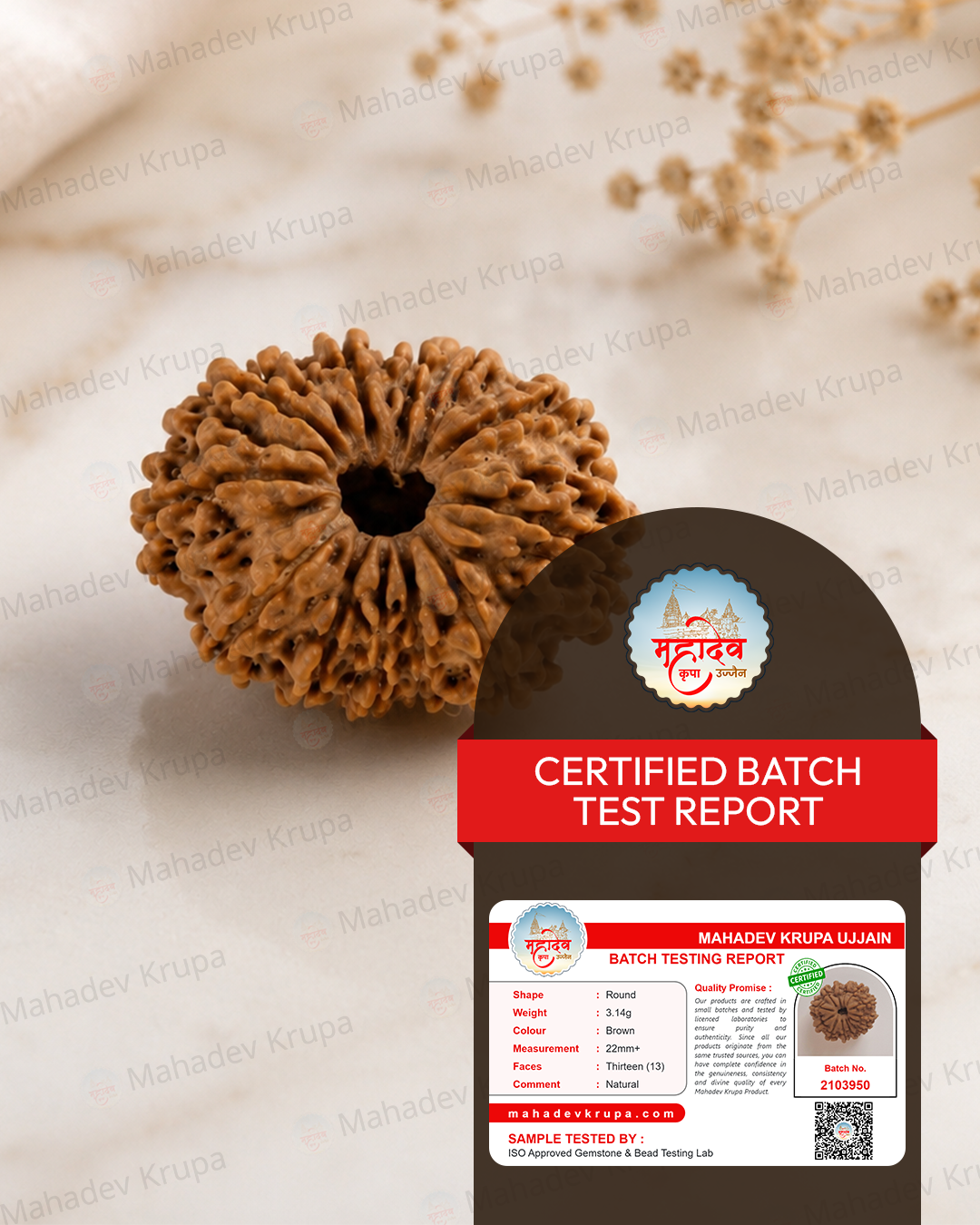 13 Mukhi Rudraksha