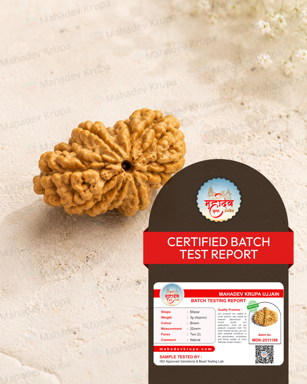 2 Mukhi Rudraksha