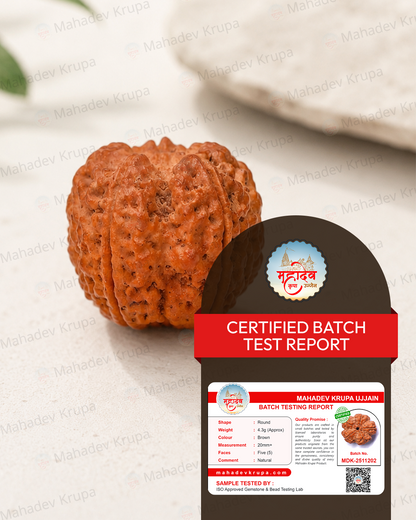 5 Mukhi Rudraksha