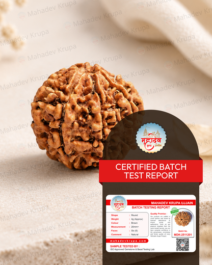 6 Mukhi Rudraksha